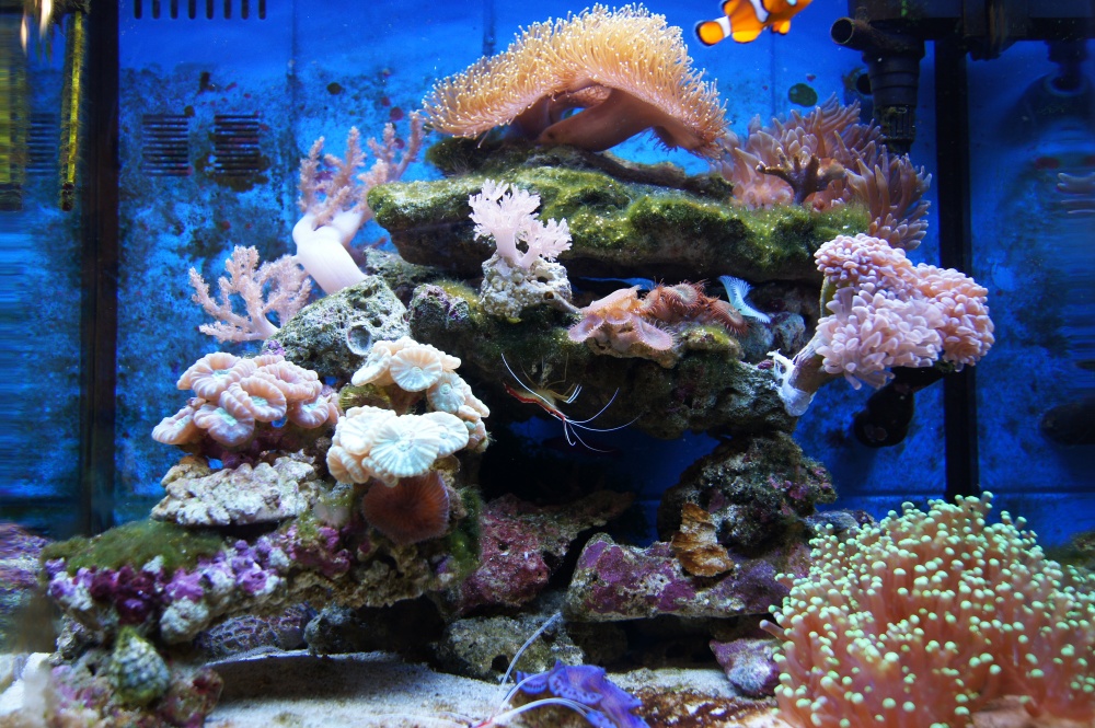 Купить аквариум в Екатеринбурге